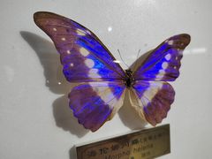 -上海昆虫博物馆