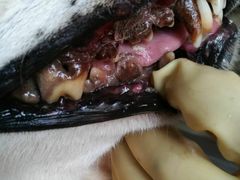 -北京观赏动物医院·24小时大型综合·猫专科·异宠专科