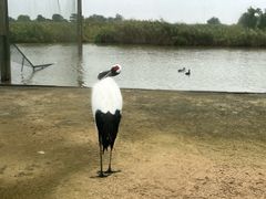 -盐城丹顶鹤湿地生态旅游区