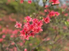 -十九峰景区-倒脱靴