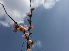 -秀丽东方