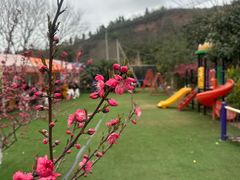 -桃源山庄·水蜜桃采摘·柴火鸡·烧烤团建(龙泉山店)