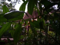 -金花茶公园