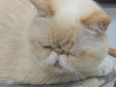 -Heymao猫咖.咖啡厅(东门店)