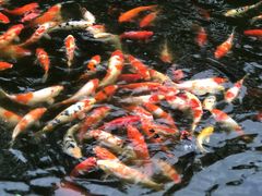 -家烧面馆【南山路知名经典面食】