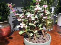 -何兮花店·气球派对鲜花店(马桥银春路万科城店)