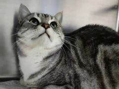 -纳吉亚猫专科动物医院·北北分院