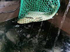 -抚仙湖生态石锅鱼野生菌(告庄店)