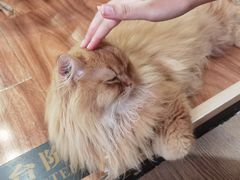 -MOCHA明星猫咖(田子坊店)