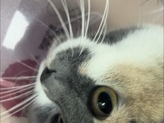 -北京观赏动物医院·24小时大型综合·猫专科·异宠专科