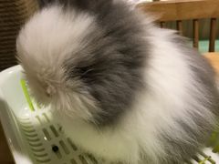 -藦茜花园宠物主题亲子互动体验馆(国顺东路店)