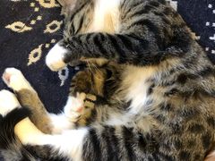 -平行世界·猫咖(首经贸店)