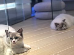 -momokira米努特·德文卷毛猫·棉花面纱犬