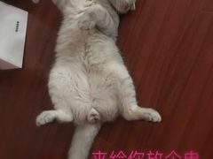 -芭比堂动物医院·犬猫全科·异宠专科(雁塔分院)