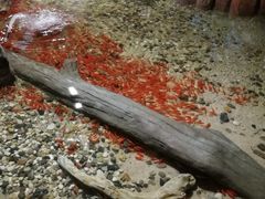 -临沂极地海洋王国