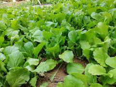 -柞水乾佑红门家菜