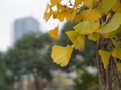 -百林公园-两江幸福广场