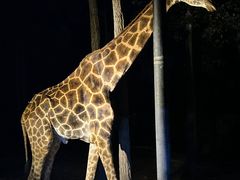 -清迈夜间动物园