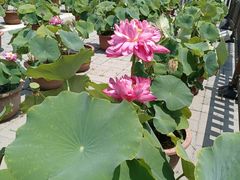 -莲花池公园