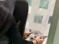 -Husky Go! 哈士奇体验馆·宠物咖啡厅狗咖