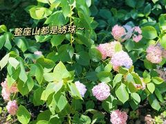 -寂照庵