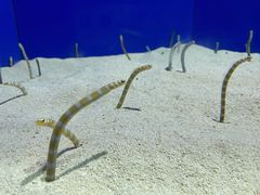 -上海海洋水族馆