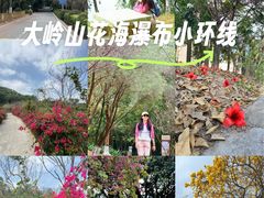 -东莞市大岭山森林公园
