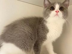 -lincat·猫舍(广州店)
