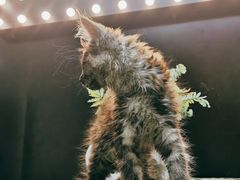 -十年猫舍·猫咪专门店(普陀店)