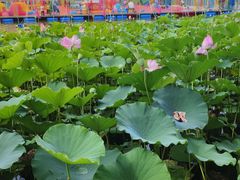 -莲花池公园