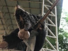 -清迈夜间动物园