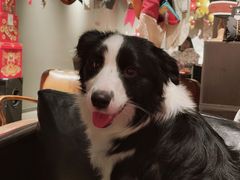 -百好乐宠物友好餐厅(朝外大街店)