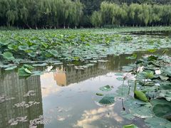 -青城公园