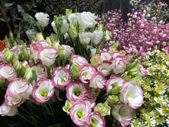 -爱尚幸福鲜花(上地实体店)