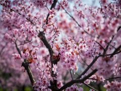 -白塘生态植物园