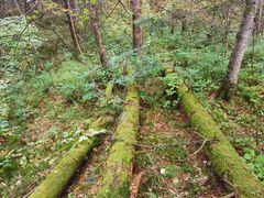 -五营红松林海景区