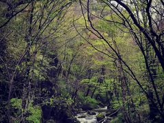 -秦岭风景区