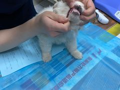 -关爱宠物医院·猫科中心·消化科(滨湖万达分院)