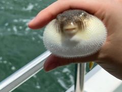 -鑫艋游艇海钓俱乐部