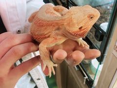 -藦茜花园宠物主题亲子互动体验馆(国顺东路店)