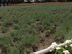 iphone_upload_pic-富田农场