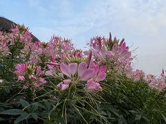 -径山花海