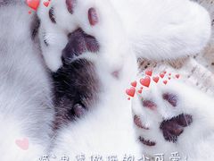 -藏猫猫咖啡主题馆(中央大道店)