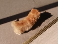 -御宝贝·A梦猫科宠物医院(国际猫友好医院)
