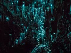 -怀托摩萤火虫洞