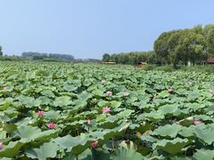 -荷花大观园