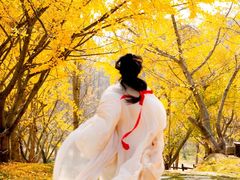 -千年银杏谷文化旅游区