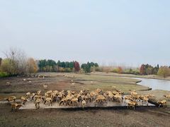 -溱湖国家湿地公园