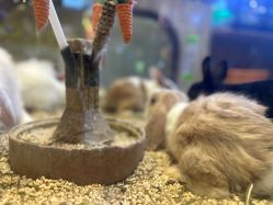 -卡通尼·Safari非洲探索乐园·生日会(金桥国际商业广场店)