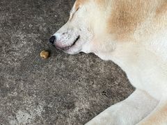 -柴犬高等学院·狗咖·柴犬售卖·宠物训练